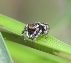 Maratus scutulatus