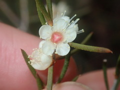 Hypocalymma angustifolium