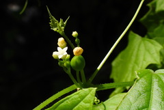 Zehneria guamensis