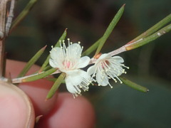 Hypocalymma angustifolium