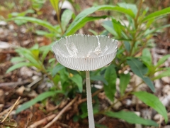 Coprinopsis lagopus