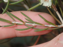 Hypocalymma angustifolium