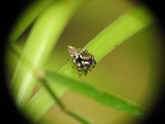 Maratus scutulatus