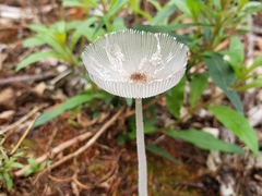 Coprinopsis lagopus
