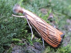 Flavocrambus striatellus