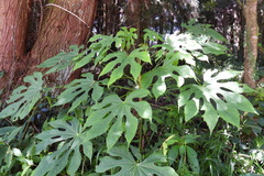 Fatsia polycarpa