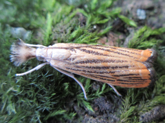 Flavocrambus striatellus