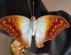 Charaxes varanes varanes