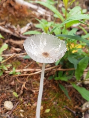 Coprinopsis lagopus