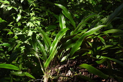 Pyrrosia lingua