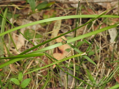 Maratus scutulatus