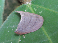 Pseudalbara parvula