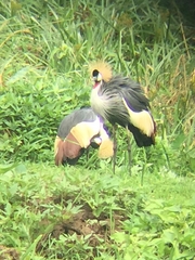 Balearica regulorum