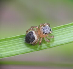 Maratus