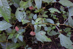 Lecanthus peduncularis