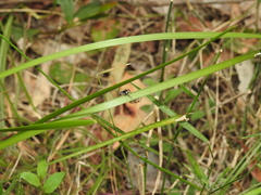Maratus scutulatus