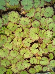 Hydrocotyle moschata
