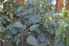 Urtica thunbergiana