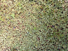 Hydrocotyle moschata