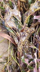 Botrylloides perspicuus