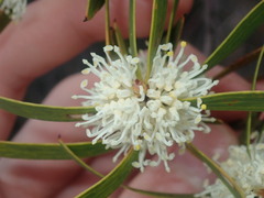 Hakea ambigua