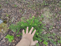 Abies sibirica