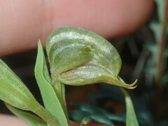 Pterostylis vittata
