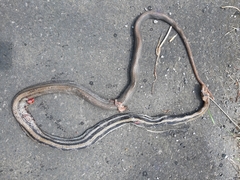 Coelognathus radiatus
