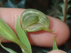 Pterostylis vittata