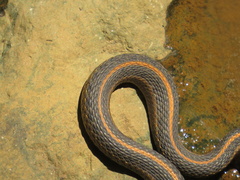 Thamnophis atratus
