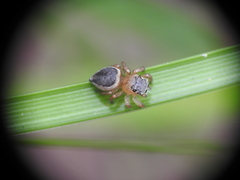 Maratus