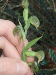 Pterostylis vittata