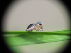 Maratus