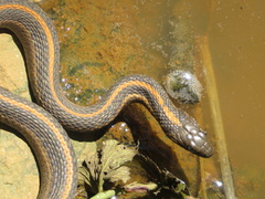 Thamnophis atratus