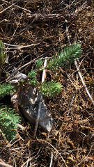 Petrosedum rupestre