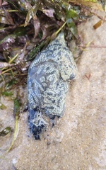 Botrylloides perspicuus