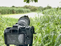 Nettapus coromandelianus