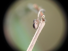 Maratus