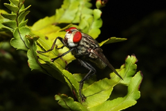 Sarcophagidae