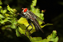 Sarcophagidae