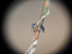 Maratus