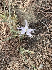 Dianthus broteri