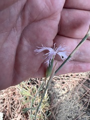 Dianthus broteri