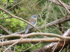 Colluricincla harmonica