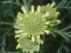 Isopogon
