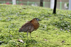 Gorsachius melanolophus