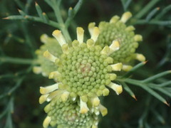 Isopogon