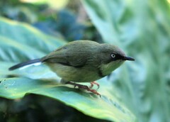 Apalis thoracica
