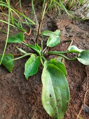 Alisma plantago-aquatica