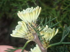 Isopogon